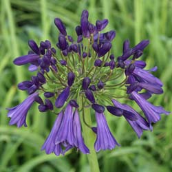 agapanthus purple cloud